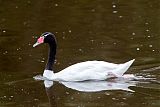 Black-necked Swanborder=